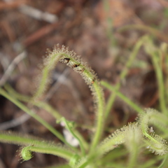 Drosera finlaysoniana