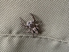 Platycryptus undatus