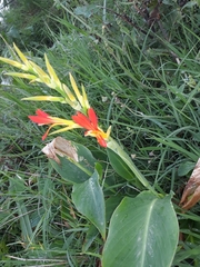 Canna indica