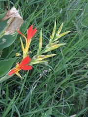 Canna indica