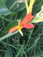 Canna indica