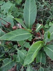 Canna indica