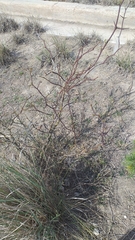 Prosopis alpataco
