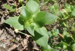 Crassula sarmentosa