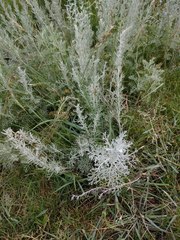 Artemisia maritima