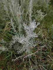 Artemisia maritima
