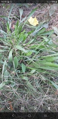 Plantago australis