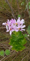 Senecio speciosissimus