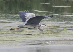 Ardea cinerea