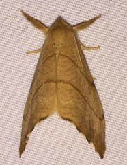 Drepana bilineata