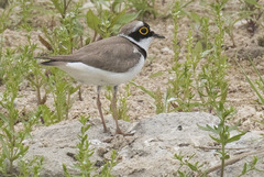 Charadrius dubius