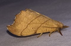 Drepana bilineata