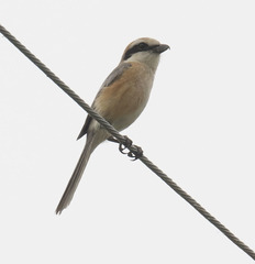 Lanius bucephalus