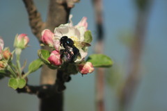 Xylocopa