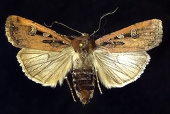 Euxoa adumbrata