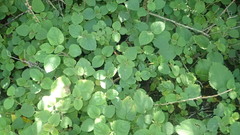 Equilabium laxiflorum