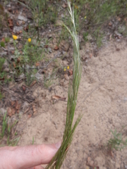 Aristida lanosa