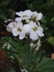 Cardamine cordifolia