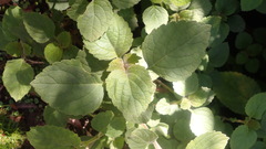 Equilabium laxiflorum