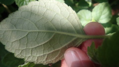 Equilabium laxiflorum