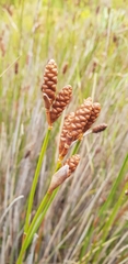 Nevillea obtusissima