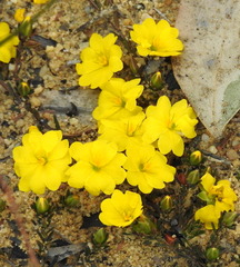 Hibbertia pustulata