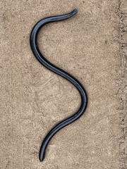 Afrotyphlops angolensis