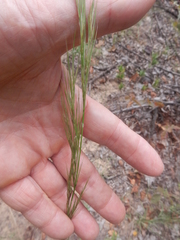 Aristida lanosa
