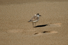 Charadrius marginatus arenaceus