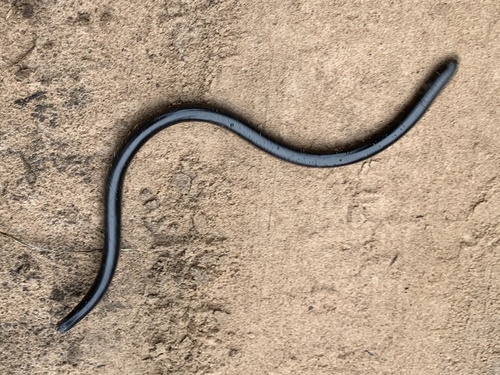 Angola blind snake