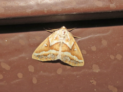 Caripeta angustiorata