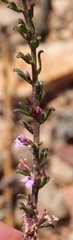 Muraltia dispersa
