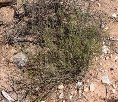 Muraltia dispersa