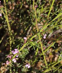 Muraltia dispersa