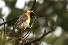 Pachyphantes superciliosus