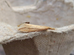 Donacaula melinellus