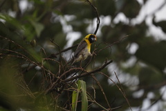 Pachyphantes superciliosus