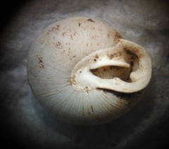 Inflectarius inflectus