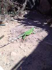 Iguana iguana