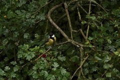 Parus major