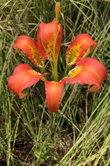 Lilium catesbaei image