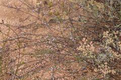 Muraltia dispersa