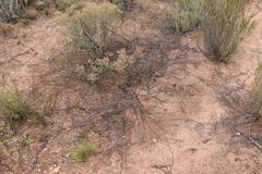 Muraltia dispersa
