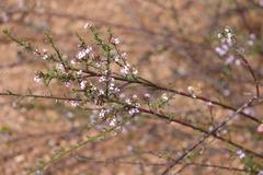 Muraltia dispersa