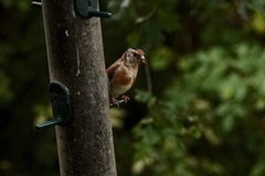 Carduelis carduelis