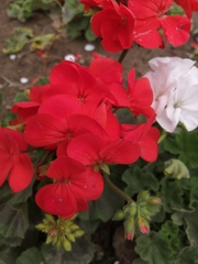 Pelargonium