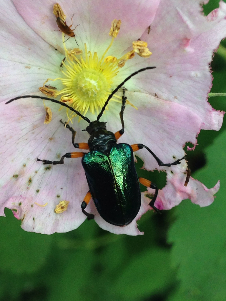 Metallic Fir Borer