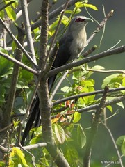 Phaenicophaeus tristis