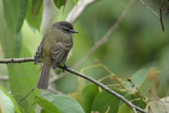 Phyllomyias griseiceps