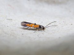 Chrysoclista linneella